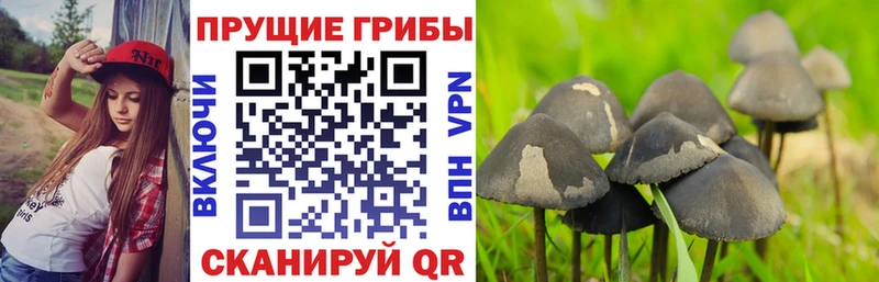 хочу наркоту  Реж  блэк спрут сайт  Псилоцибиновые грибы Psilocybine cubensis 